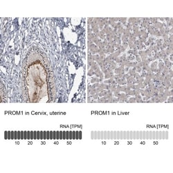 CD133 Antibody, Novus Biologicals:Antibodies:Primary Antibodies
